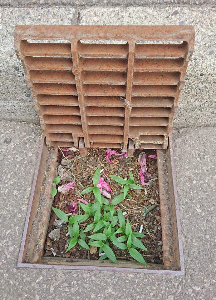 雨水ますの詰まりで排水されない地域、早速現地へ！